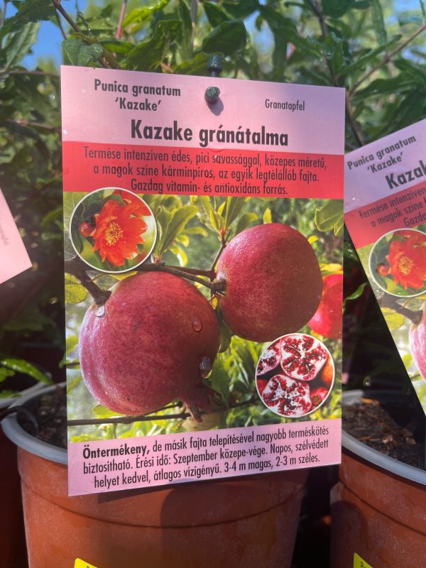 Punica granatum 'Kazake' – Kazake gránátalma