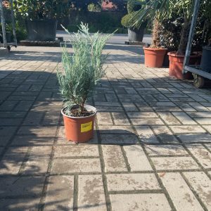 Juniperus 'Moonglow' – Ezüstös oszlopos boróka