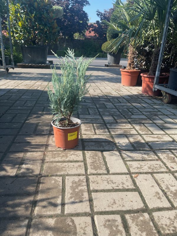 Juniperus 'Moonglow' – Ezüstös oszlopos boróka