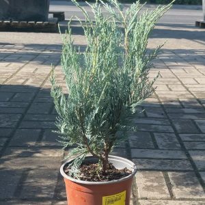 Juniperus 'Moonglow' – Ezüstös oszlopos boróka