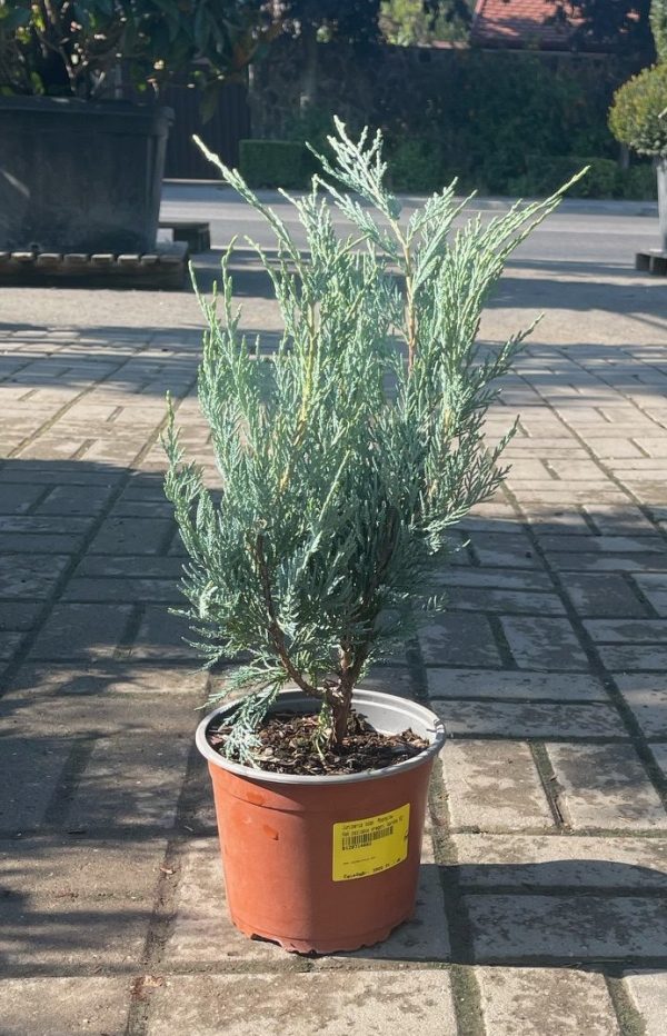 Juniperus 'Moonglow' – Ezüstös oszlopos boróka