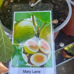 Ficus carica 'Mary Lane' – Mary Lane füge