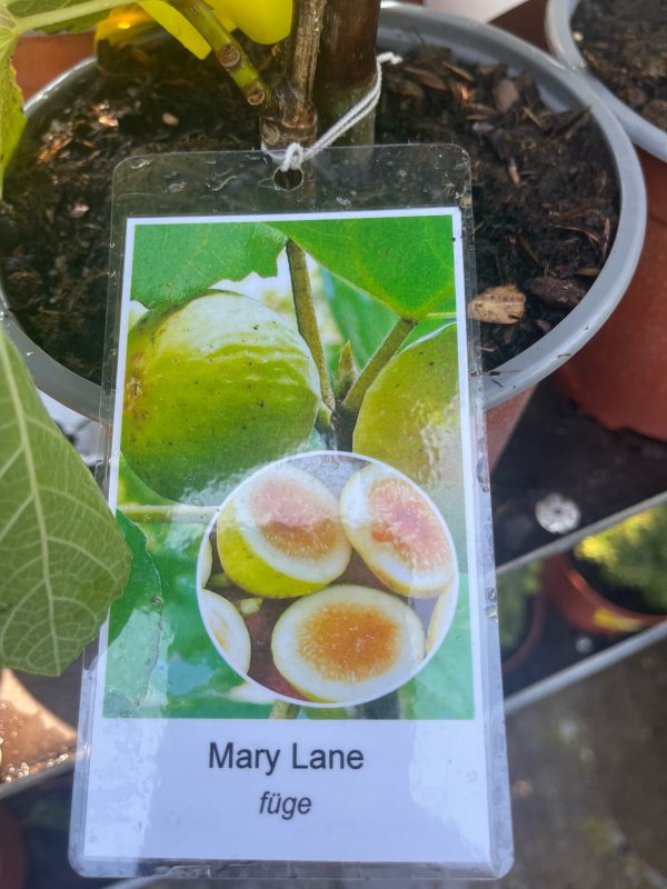 Ficus carica 'Mary Lane' – Mary Lane füge