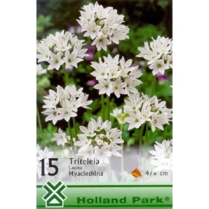 Triteleia lactea hyacinthina virág teljes pompájában fehér-lilás szirmokkal, napfényes kertben