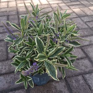 Hebe addenda 'Donna Varia Wild Blue' - Örökzöld veronika cserje