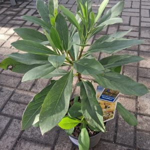Edgeworthia chrysantha 'Grandiflora' – Illatos papírcserje
