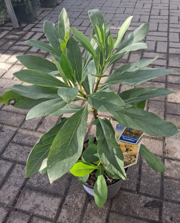 Edgeworthia chrysantha 'Grandiflora' – Illatos papírcserje