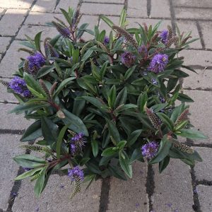 Hebe addenda - Örökzöld veronika cserje