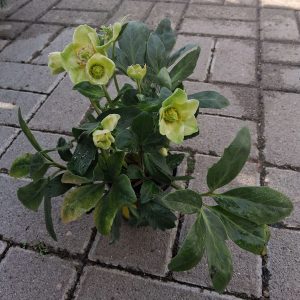 Helleborus niger 'Christmas Carol' - Fekete hunyor