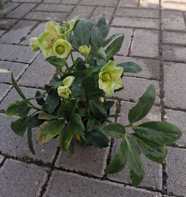 Helleborus niger 'Christmas Carol' - Fekete hunyor