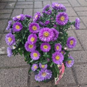 Aster novi-belgii - Kopasz őszirózsa
