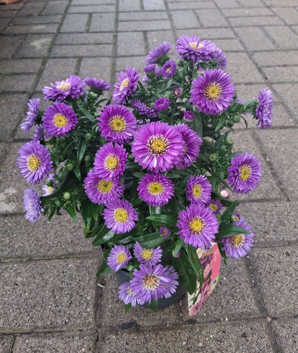 Aster novi-belgii - Kopasz őszirózsa