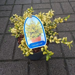 Ilex crenata 'Convexed Gold' - Csipkéslevelű magyal