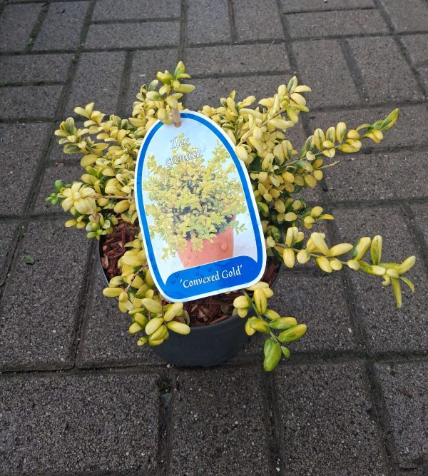 Ilex crenata 'Convexed Gold' - Csipkéslevelű magyal