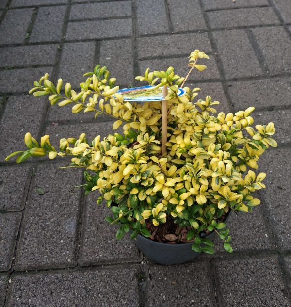 Ilex crenata 'Convexed Gold' - Csipkéslevelű magyal - Image 2