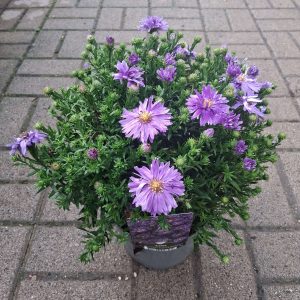 Aster dumosus 'Alpha Dark Purple' – Törpe őszirózsa