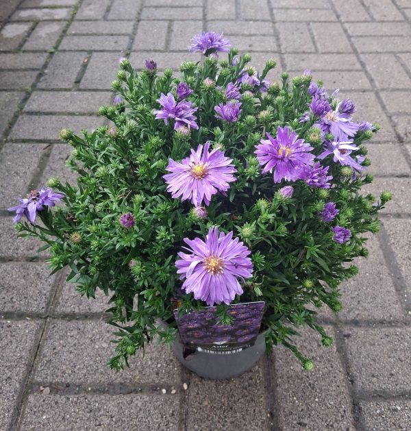 Aster dumosus 'Alpha Dark Purple' – Törpe őszirózsa