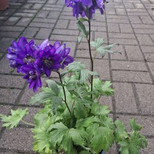Delphinium 'Magic F. Dark Blue' – Szarkaláb
