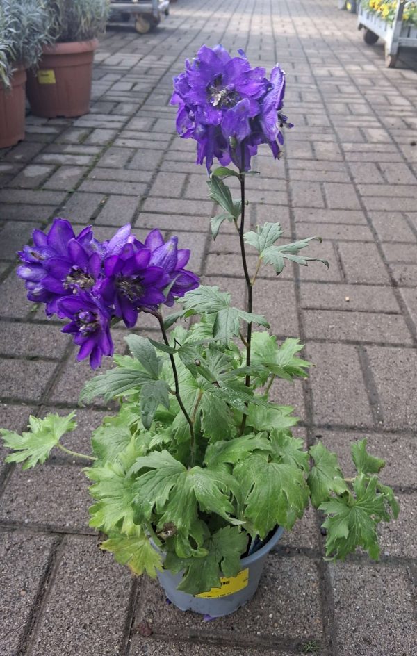 Delphinium 'Magic F. Dark Blue' – Szarkaláb