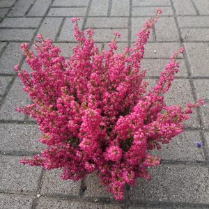 Erica gracilis – Vékony hanga