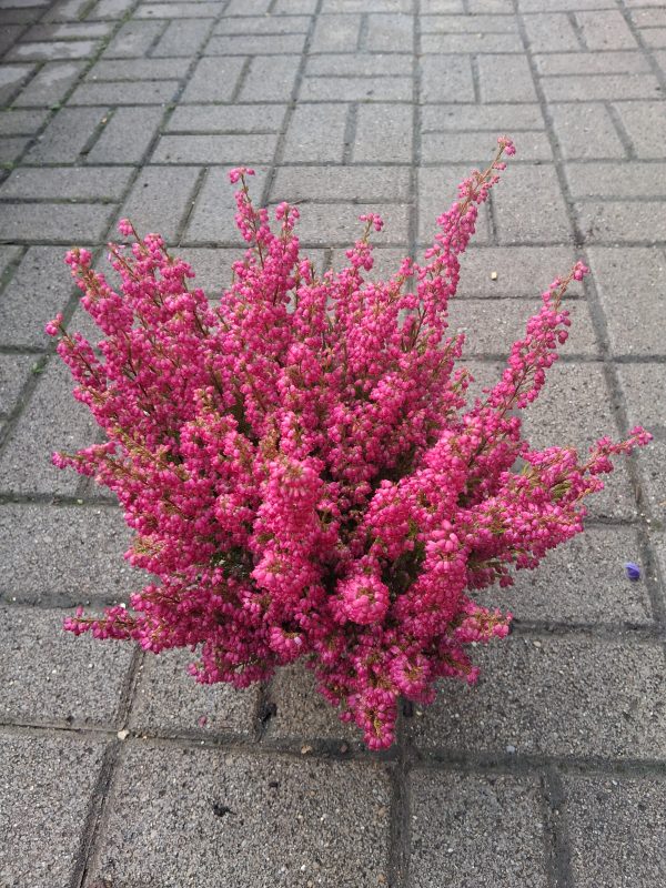 Erica gracilis – Vékony hanga