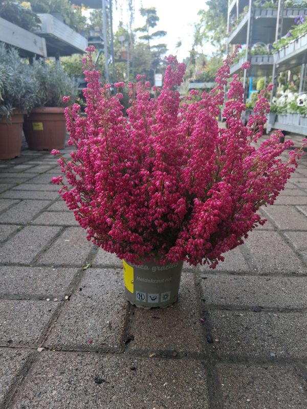 Erica gracilis – Vékony hanga - Image 2
