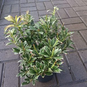 Pieris japonica 'Polar Passion' – Japán babérhanga