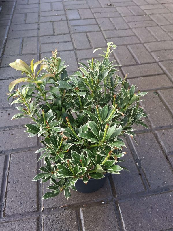Pieris japonica 'Polar Passion' – Japán babérhanga