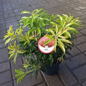 Pieris 'Forest Flame' - Japán babérhanga