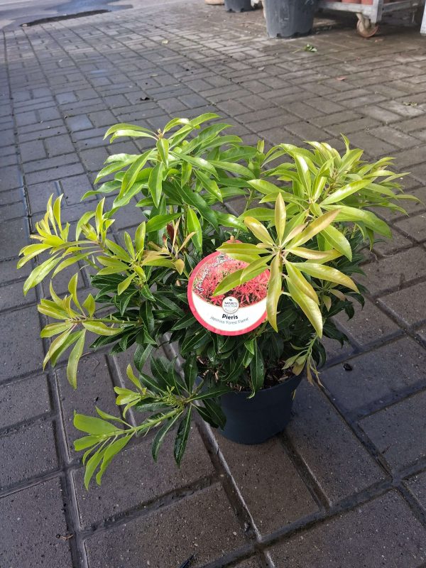 Pieris 'Forest Flame' - Japán babérhanga