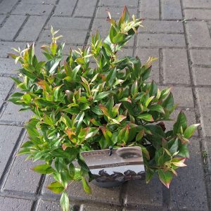 Leucothoe 'Scarletta' - Fürtöshanga