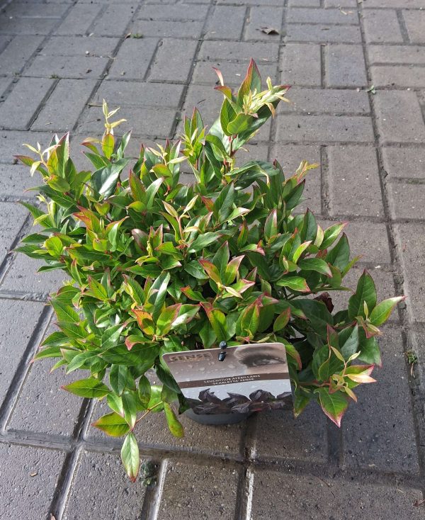 Leucothoe 'Scarletta' - Fürtöshanga