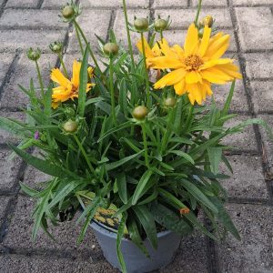 Coreopsis grandiflora 'Presto' – Menyecskeszem