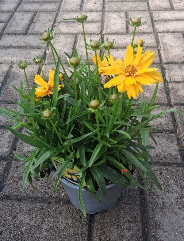 Coreopsis grandiflora 'Presto' – Menyecskeszem