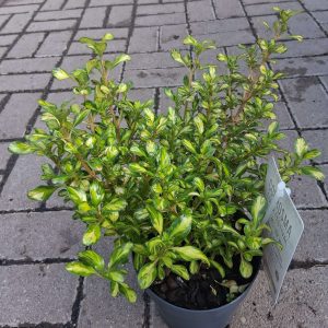 Coprosma ‘Lemon and Lime’ - Amerikai tükörcserje