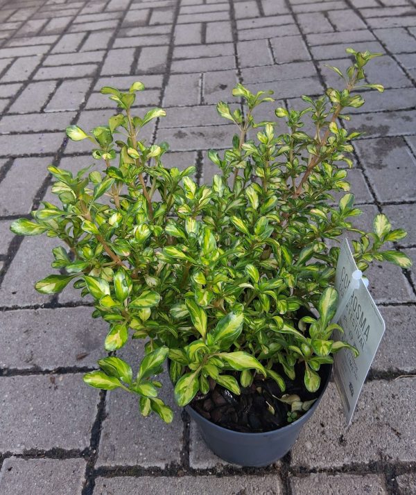Coprosma ‘Lemon and Lime’ - Amerikai tükörcserje