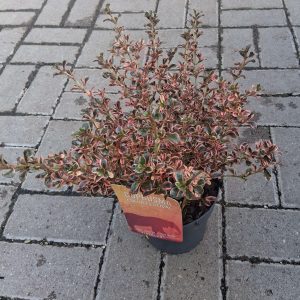 Coprosma 'Fire Burst' - Amerikai tükörcserje