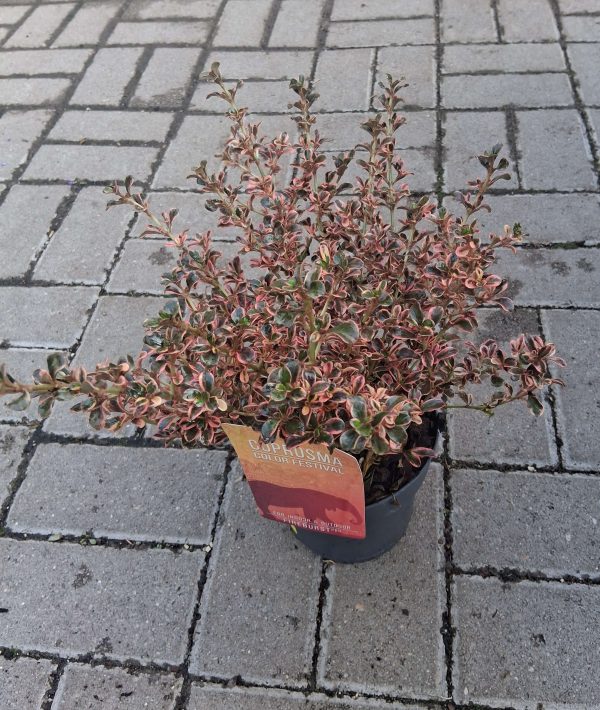 Coprosma 'Fire Burst' - Amerikai tükörcserje