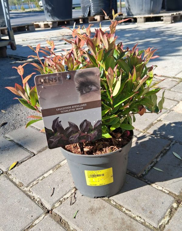 Leucothoe 'Scarletta' - Fürtöshanga - Image 2