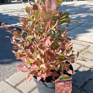 Leucothoe 'Zeblid' – Fürtöshanga
