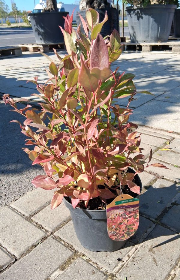 Leucothoe 'Zeblid' – Fürtöshanga