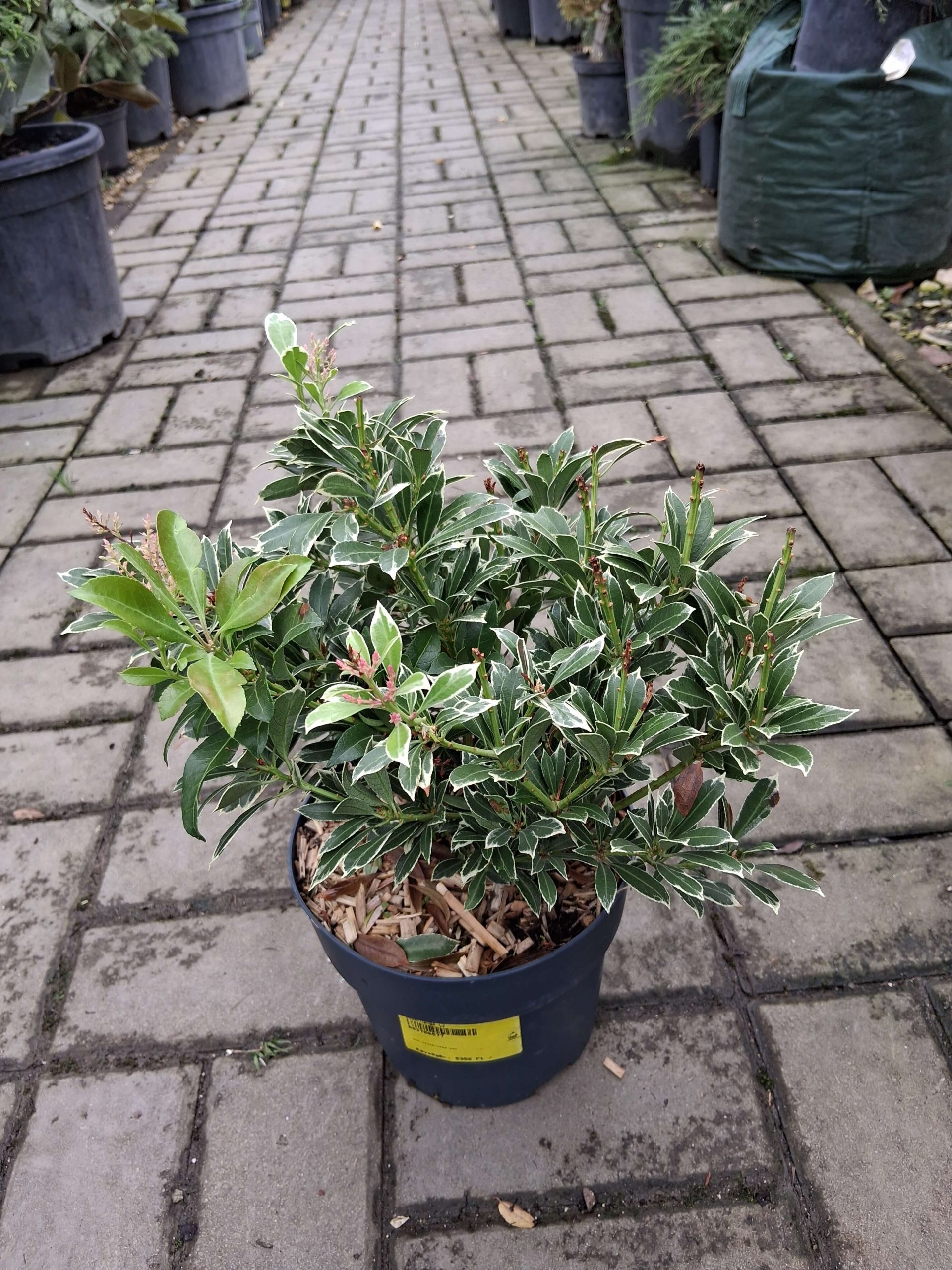 Pieris japonica 'Polar Passion' – Japán babérhanga - Image 2