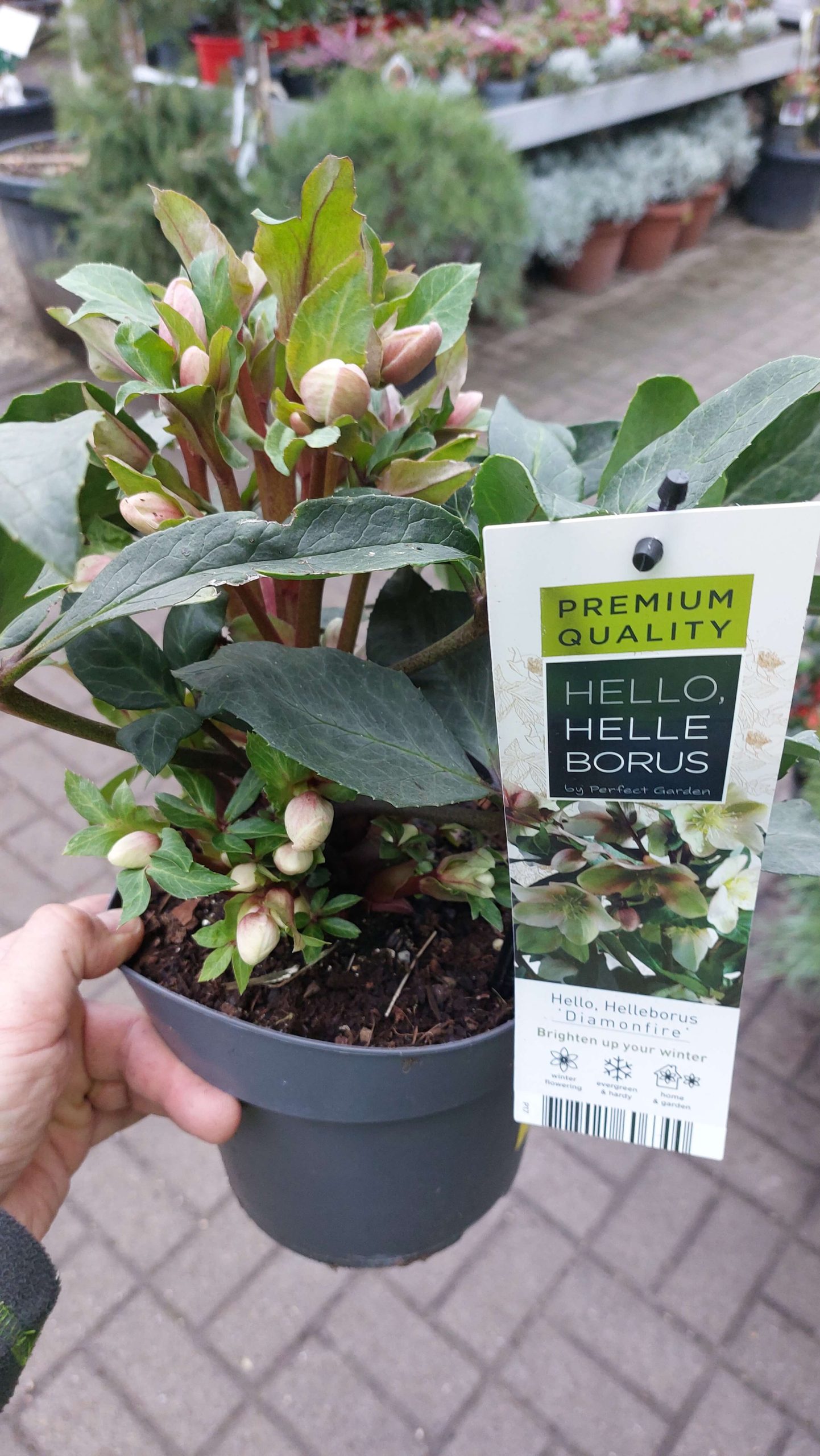 Helleborus Diamonfire/Hunyor