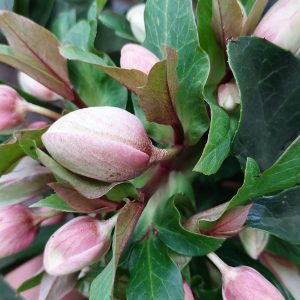 Helleborus Guess/Hunyor