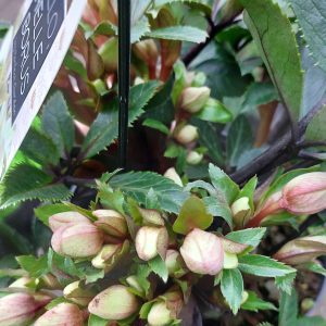 Helleborus Diamonfire/Hunyor