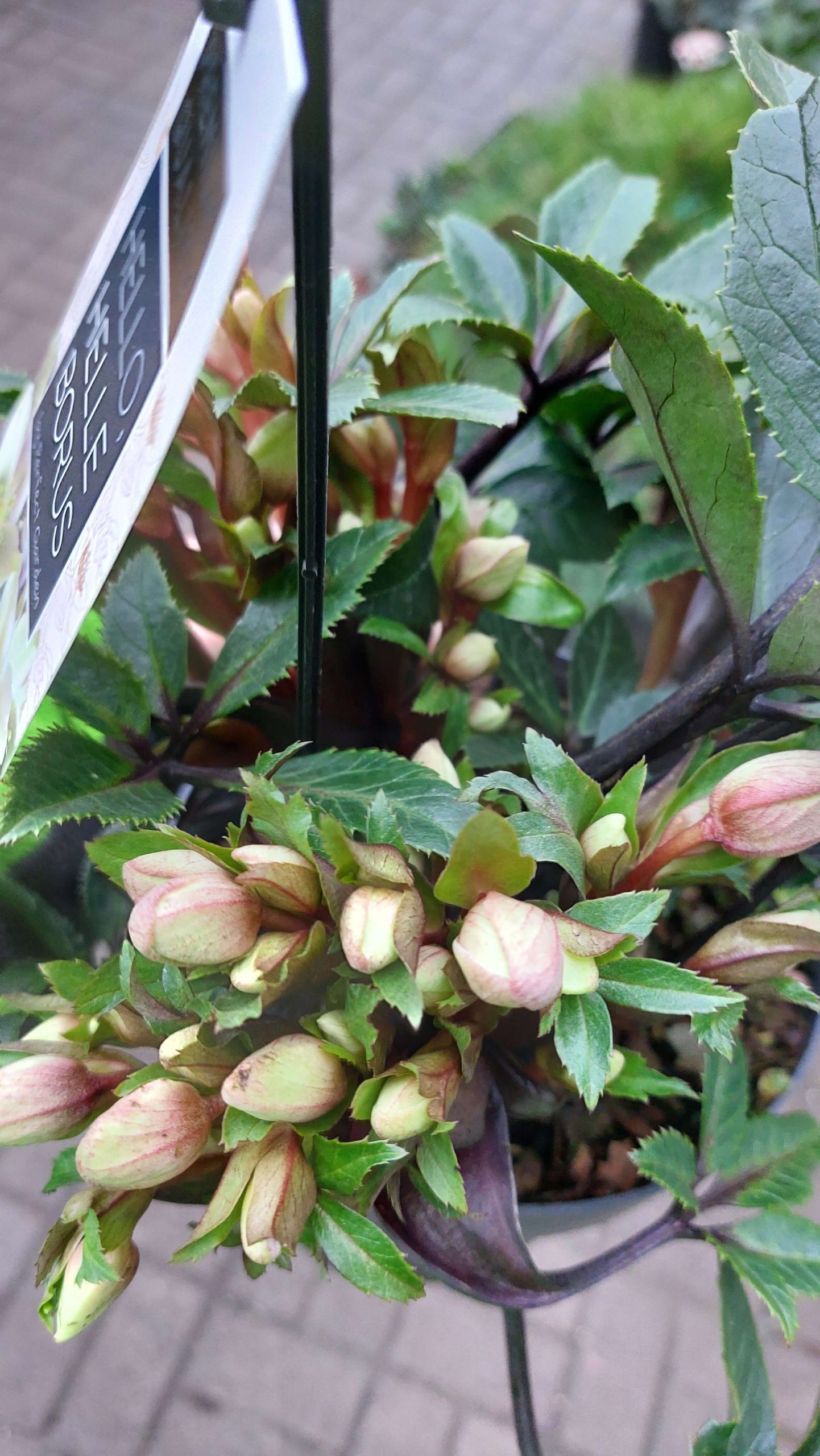 Helleborus Diamonfire/Hunyor