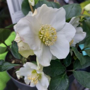 Helleborus niger 'Christmas Carol' - Fekete hunyor