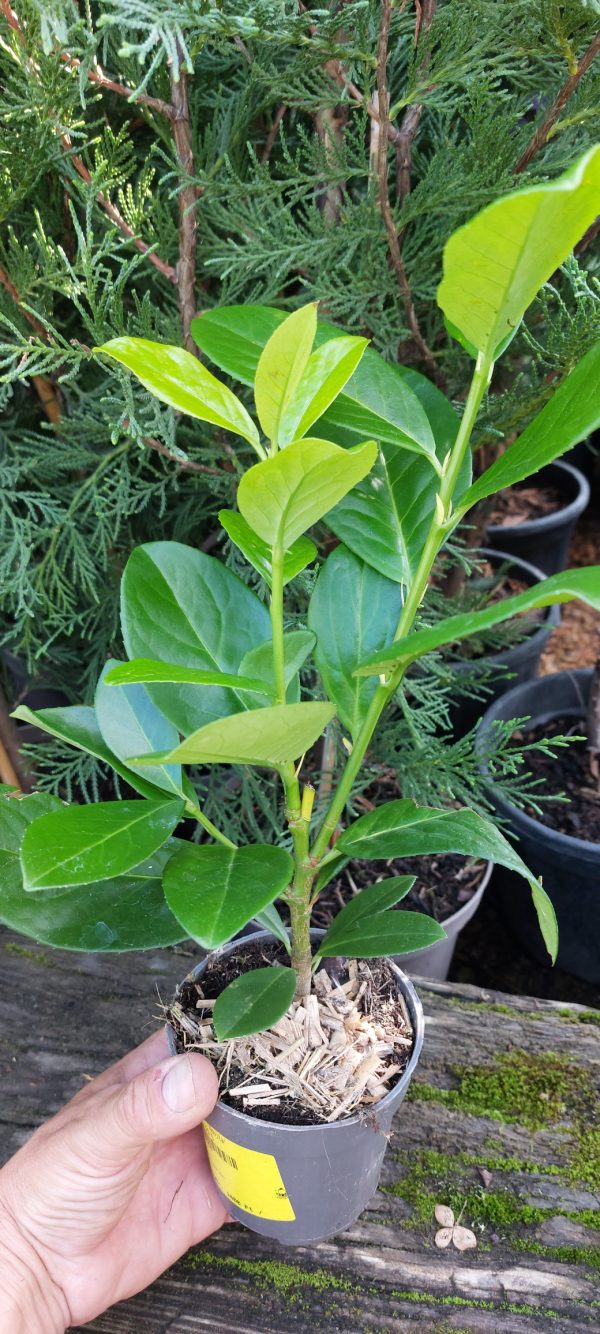 Prunus laurocerasus 'Novita' – Babérmeggy 25/30cm - Image 4