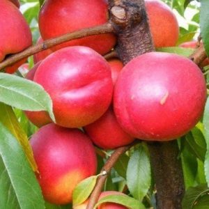 Nektarin 'Andosa' (Stark Redgold)