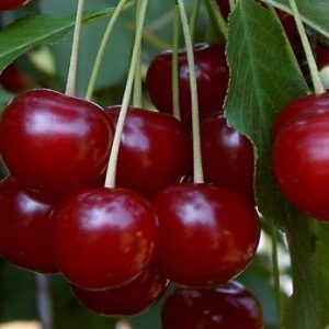 Meggy 'Érdi bőtermő' konténeres